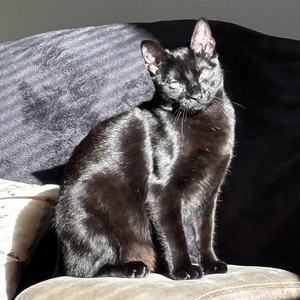 Fundraising Page: Jessica David